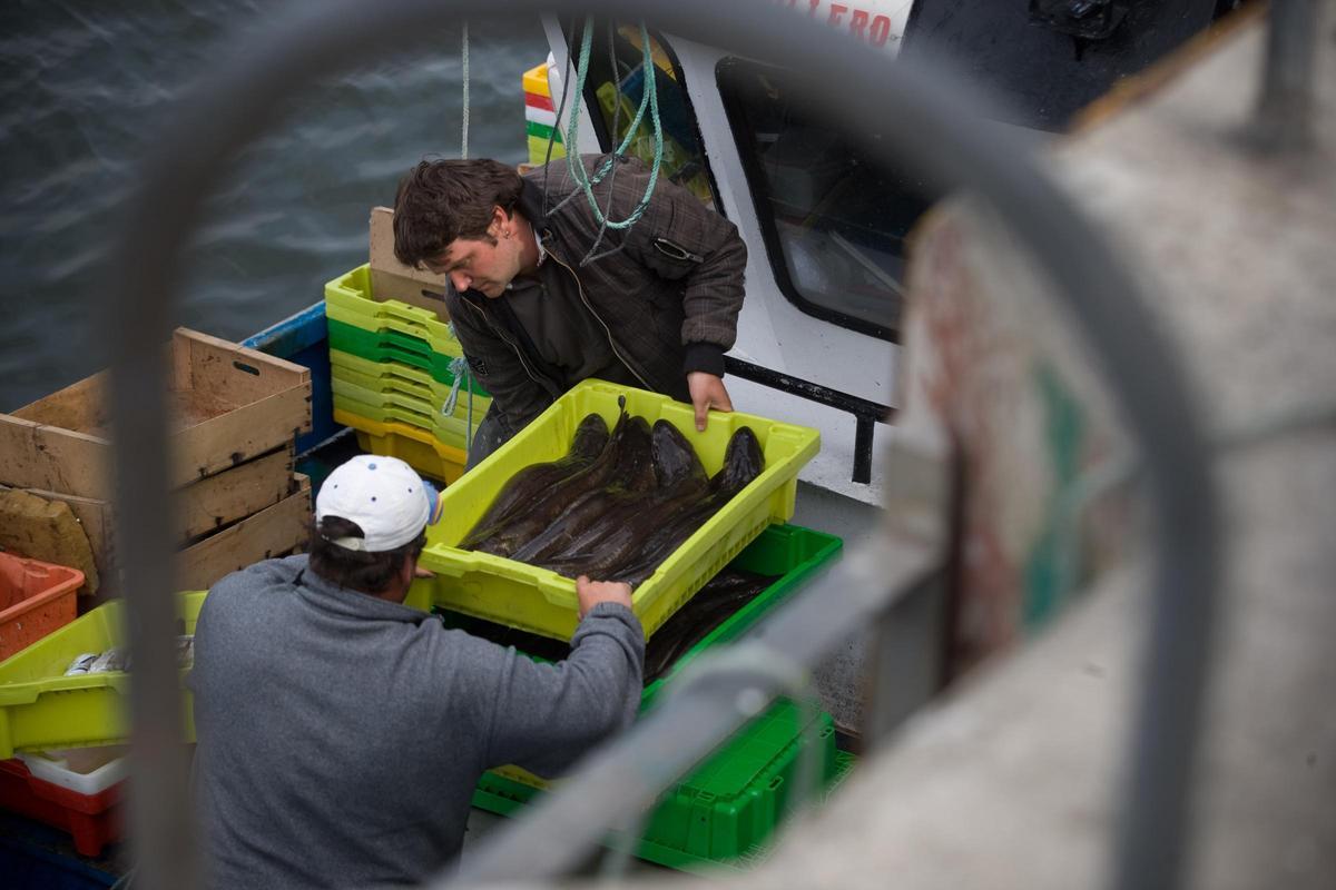 Descarga de cajas de merluza del pincho en el puerto de Avilés.