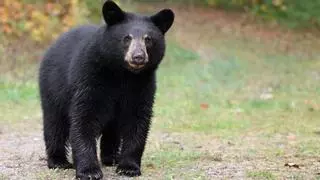 Paseo con un oso negro, el inesperado acompañante de un hombre en Canadá