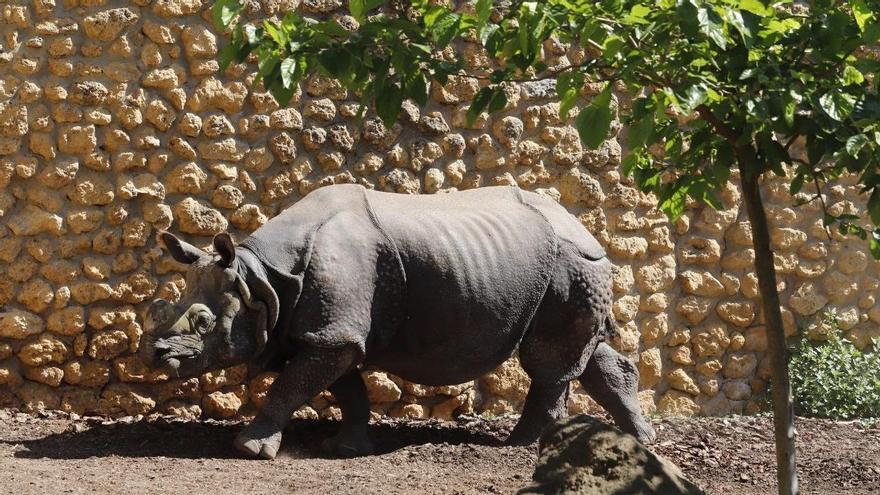 El Zoo de Córdoba entra en la Champions de los zoológicos europeos