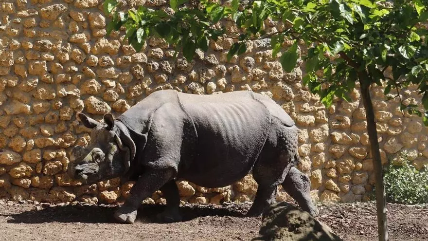 El Zoo de Córdoba entra en la Champions de los zoológicos europeos