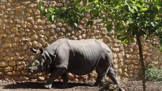 El Zoo de Córdoba celebrará su entrada en la 'Champions' de los zoológicos europeos con una jornada de puertas abiertas