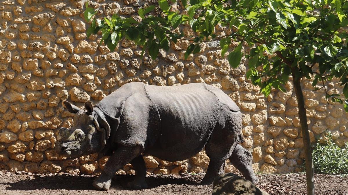 El Zoo de Córdoba entra en la Champions de los zoológicos europeos