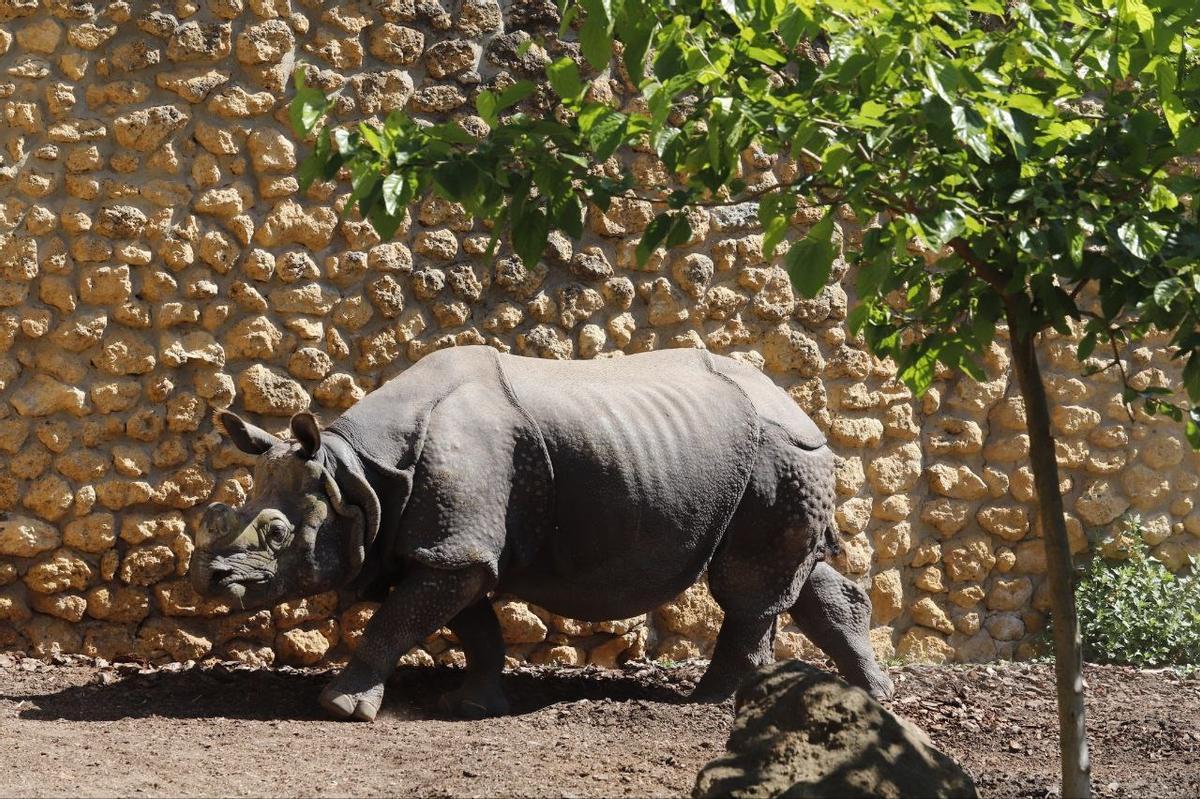 El Zoo de Córdoba celebrará su entrada en la 'Champions' de los zoológicos europeos con una jornada de puertas abiertas