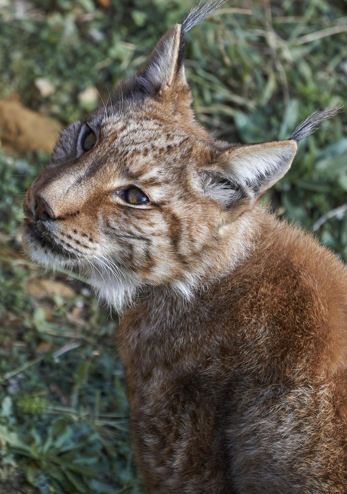 Parque Natural de Cabárceno, Cantábria