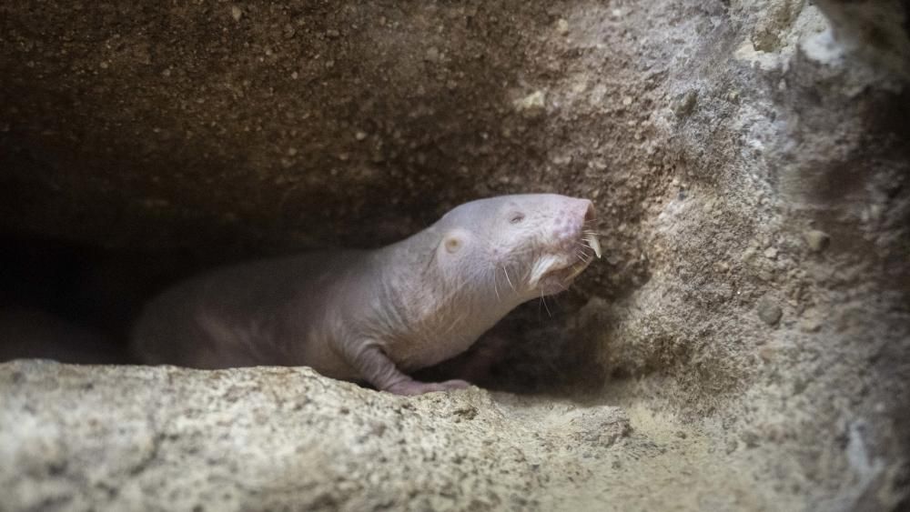 Nacen ratas topo en Bioparc Valencia