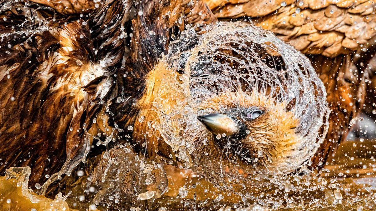 Un buitre leonado, bañándose en Castilla.