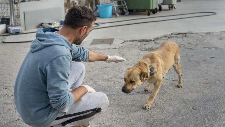 Uno de los voluntarios ayer en la perrera municipal de Ourense. // Carlos Peteiro