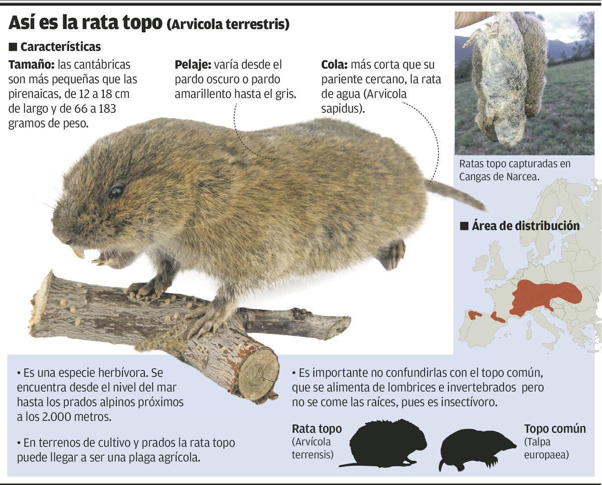 La rata topo, el azote de los pastizales de Cangas del Narcea, con pérdidas de hasta el 80 por ciento