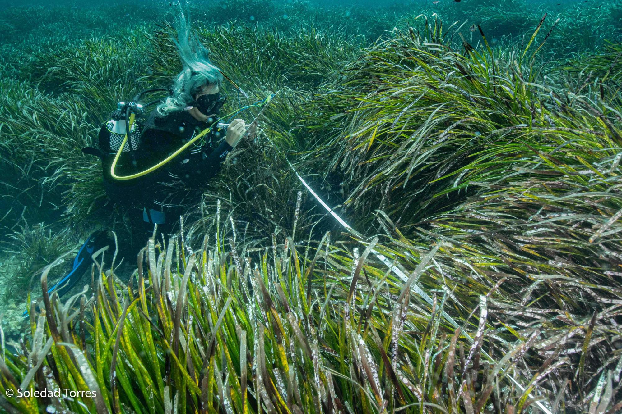 Galería de imágenes del GEN-GOB en un estudio las praderas de posidonia de Ibiza