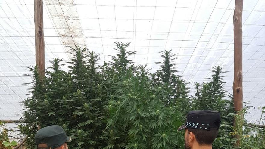 Incautan más de 50 kilos de marihuana en la pedanía de Canara en Cehegín