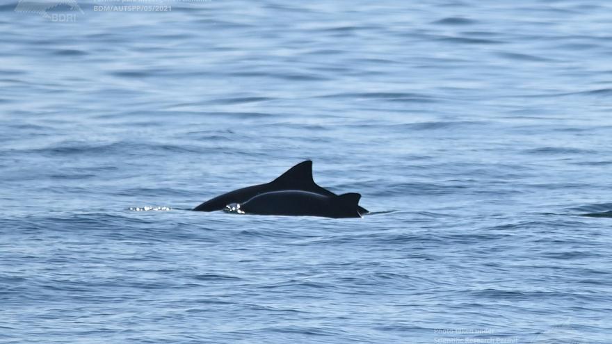 La amenazada marsopa se pasea con sus crías por aguas gallegas