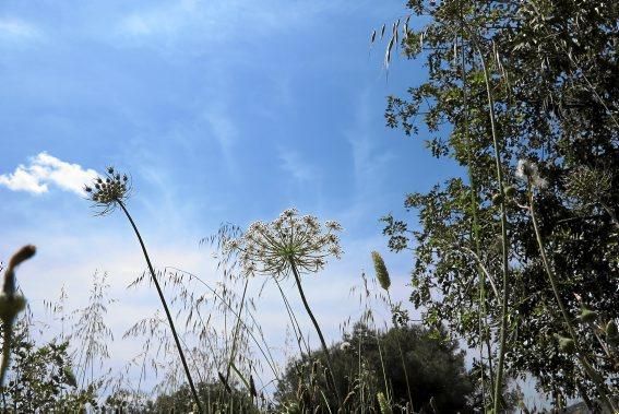 Der "Garten des Lichts"