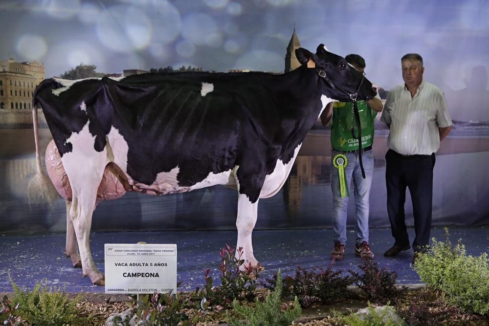 Las mejores vacas de Asturias se citan en la Feria de San Antonio de Gijón.