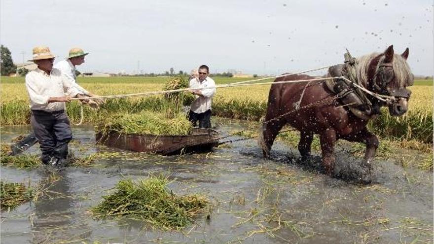 La siega del arroz inunda de tradición l&#039;Albufera