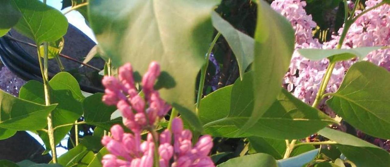 Lilas en un jardín.