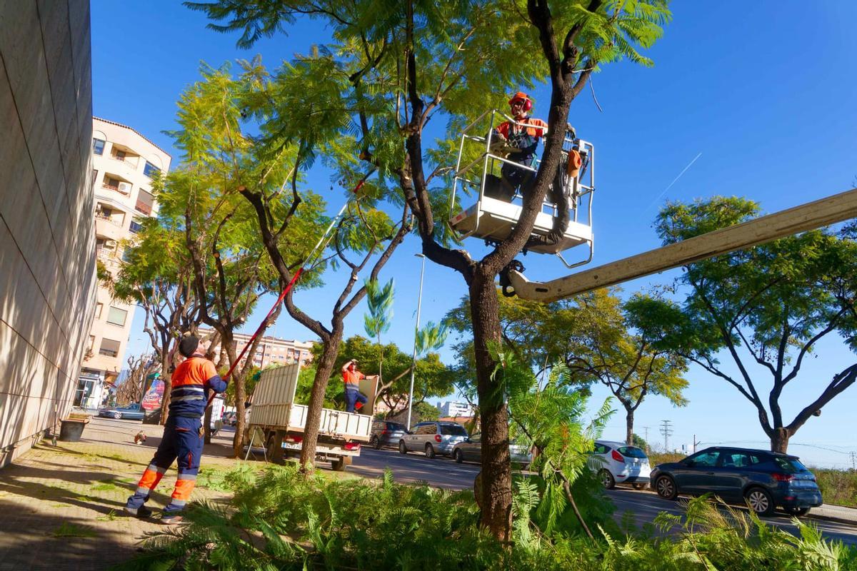 Operarios podan árboles en la calle Fernando el Católico ya que es la época de sanearlos.