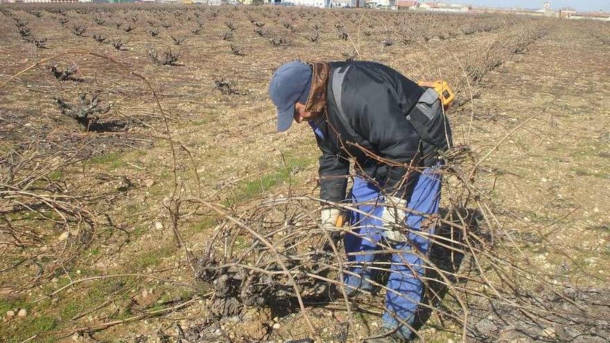 Un operario realiza trabajos de poda en una parcela de la Denominación de Origen Toro.