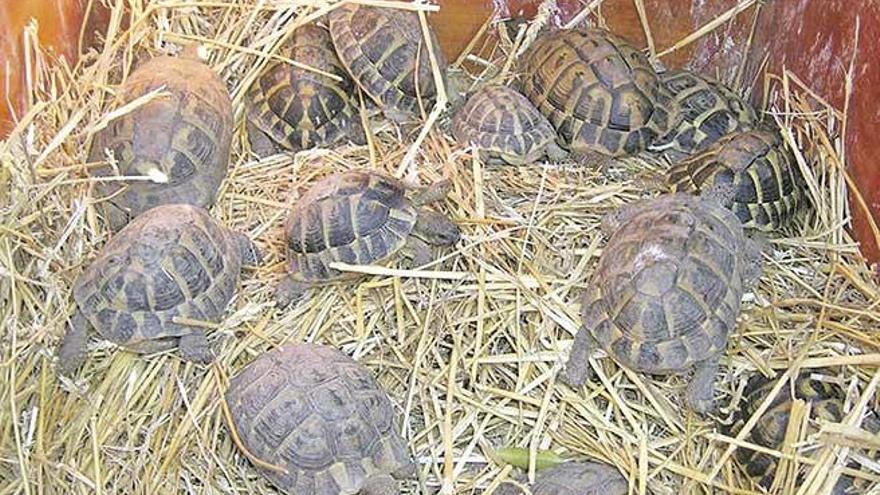 Imagen de varios ejemplares de tortugas mediterráneas trasladados a Valencia.