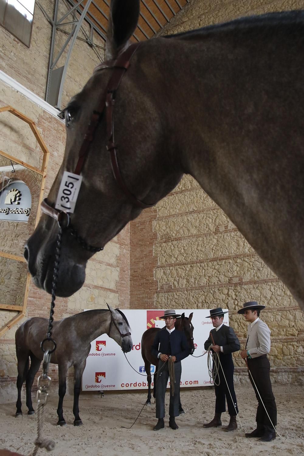 Fotogalería /  Primera jornada de Cabalcor.