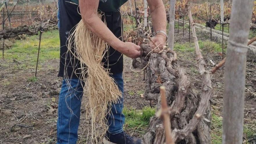 La técnica de cultivo única en el mundo y que se encuentra en el norte de Tenerife