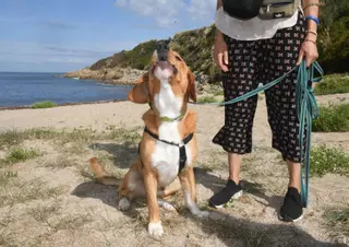 Estos son los argumentos del Concello de A Coruña para limitar los perros en las playas
