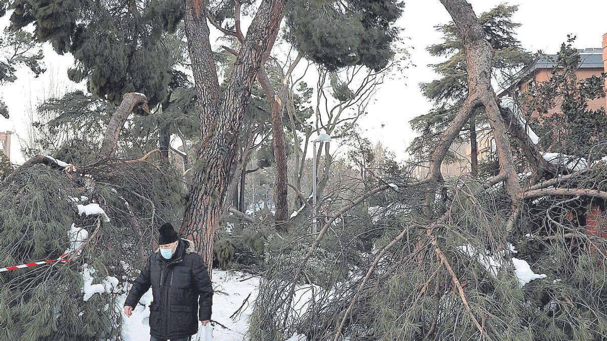 Grandes ramas caídas por efecto de la nieve en una calle de Madrid tras el paso del temporal ‘Filomena’, en enero.