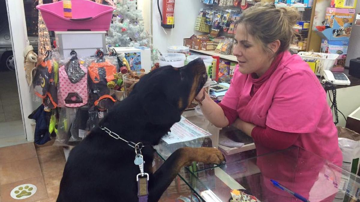 Don Animal tiene todo tipo de servicios para atender a las mascotas.