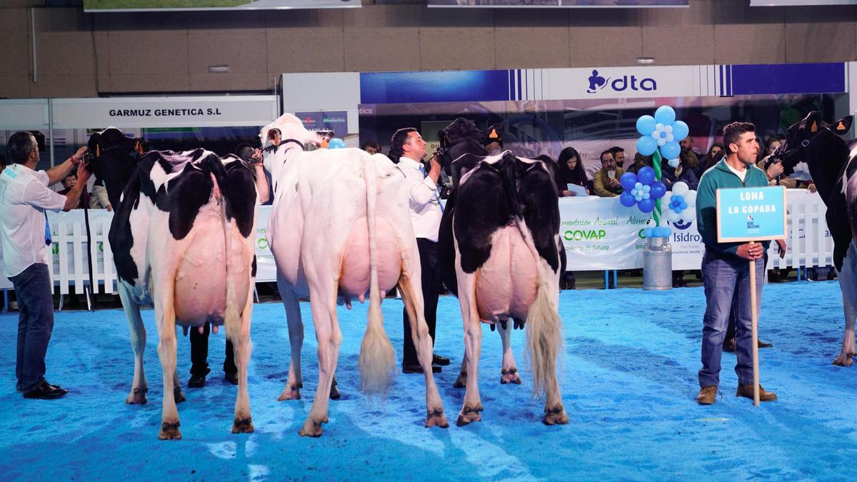 Vacas de Loma La Copada, proclamada como mejor criador.