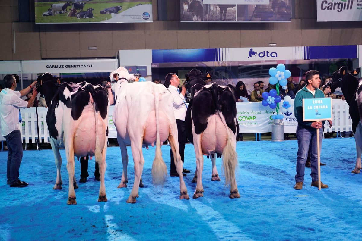 Vacas de Loma La Copada, proclamada como mejor criador.