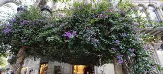 La buguenvíl·lea de Catalunya se salva