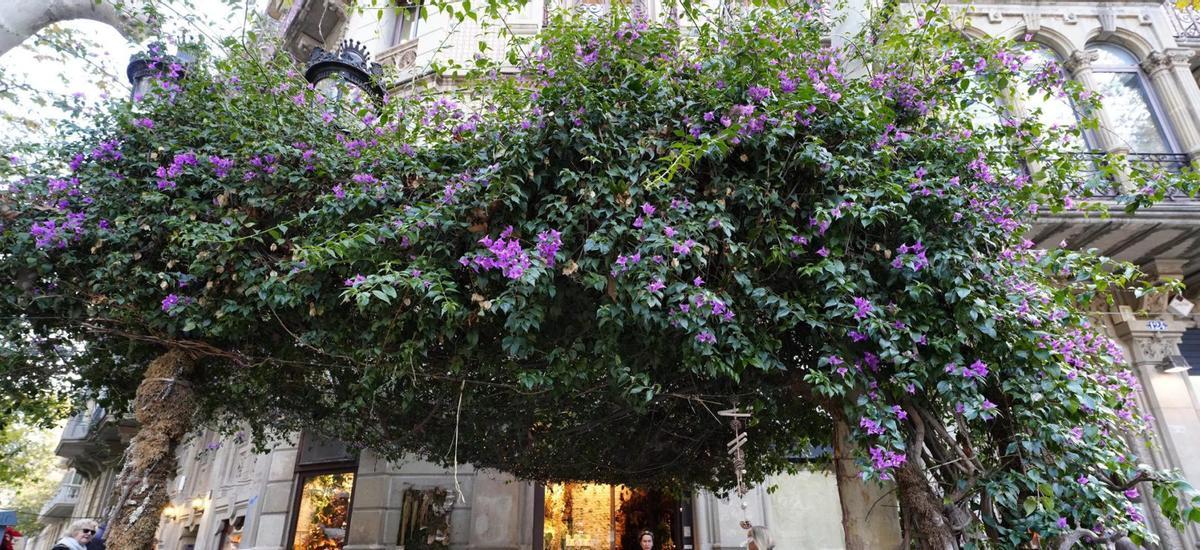 La buguenvíl·lea de Catalunya se salva