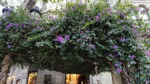 La buguenvíl·lea de Catalunya se salva