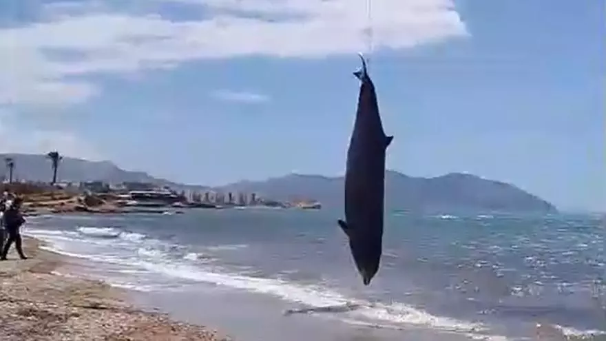 Hallan un ballenato muerto en la playa del Alamillo de Mazarrón