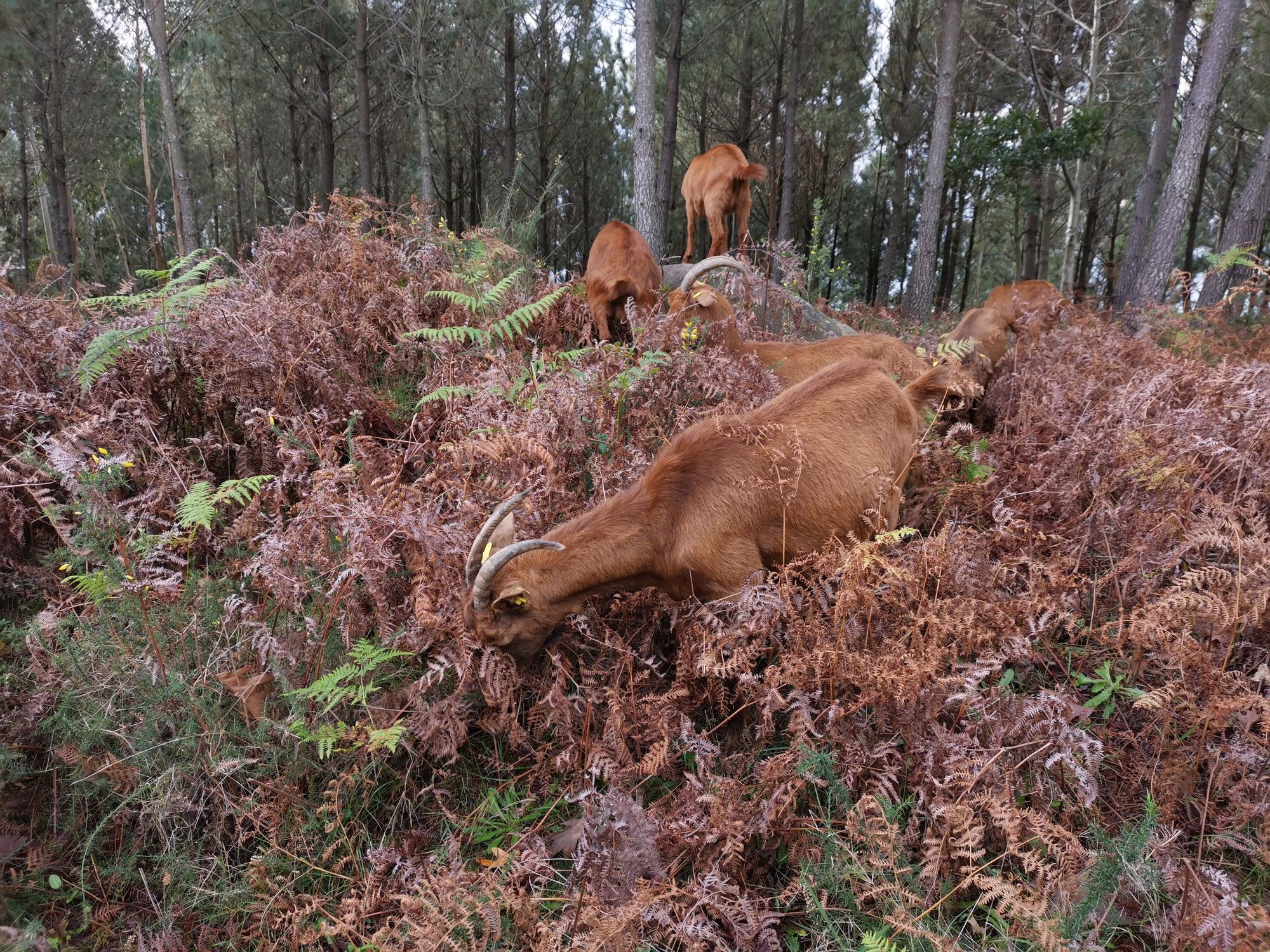 El lobo vuelve a O Morrazo y mata cabras en Meira