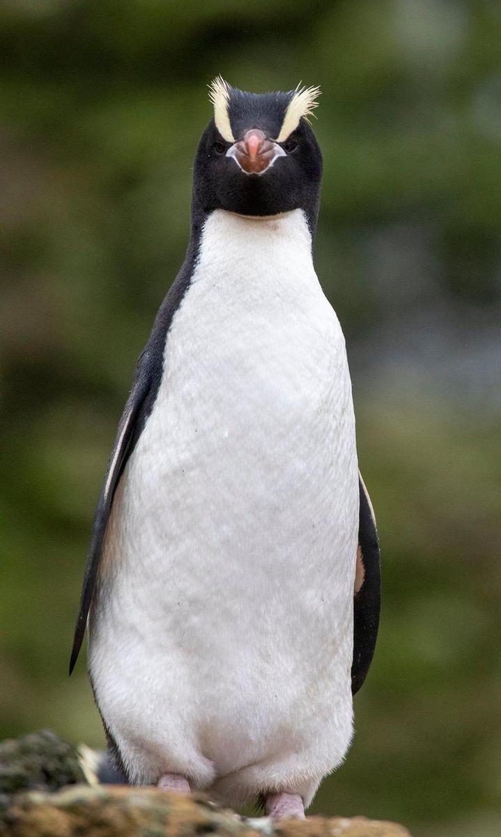 Pingüino de las Antípodas, en Nueva Zelanda