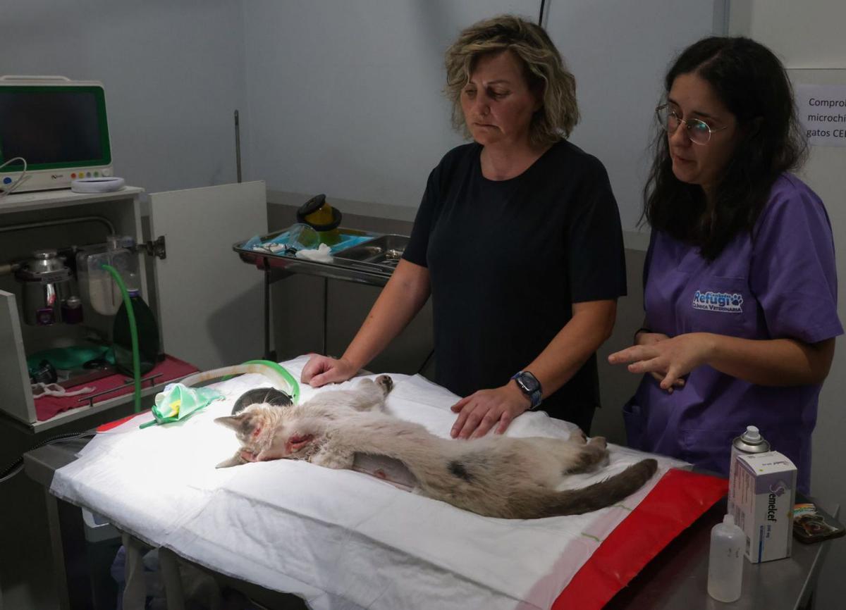 Olga Costa junto a la camilla en la que permanece el gato herido.