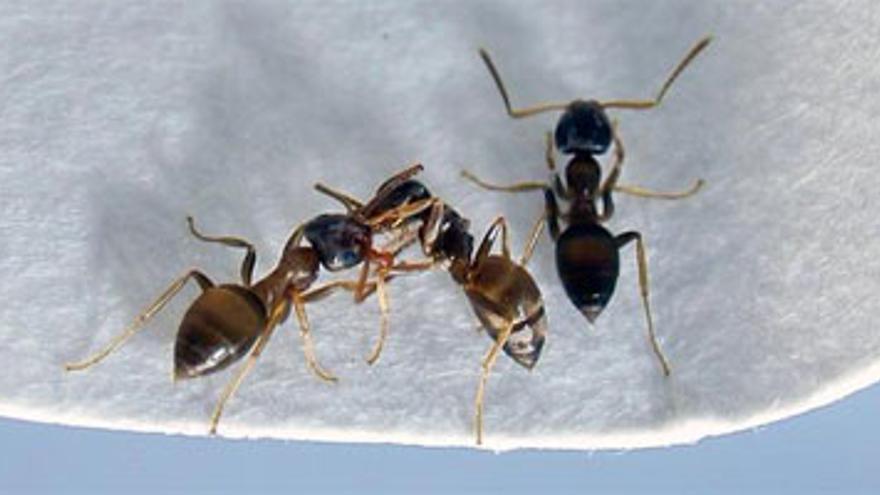 Una hormiga invasora llega a Europa formando supercolonias