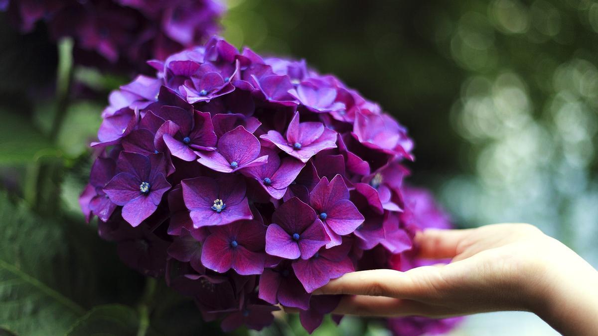 Las hortensias pueden resultar tóxicas.