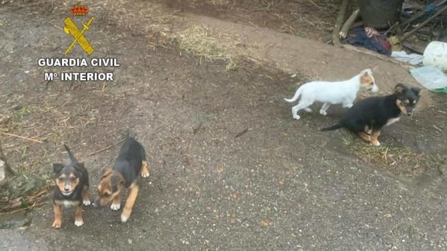 Cachorros hallados en el domicilio del investigado en Tui.