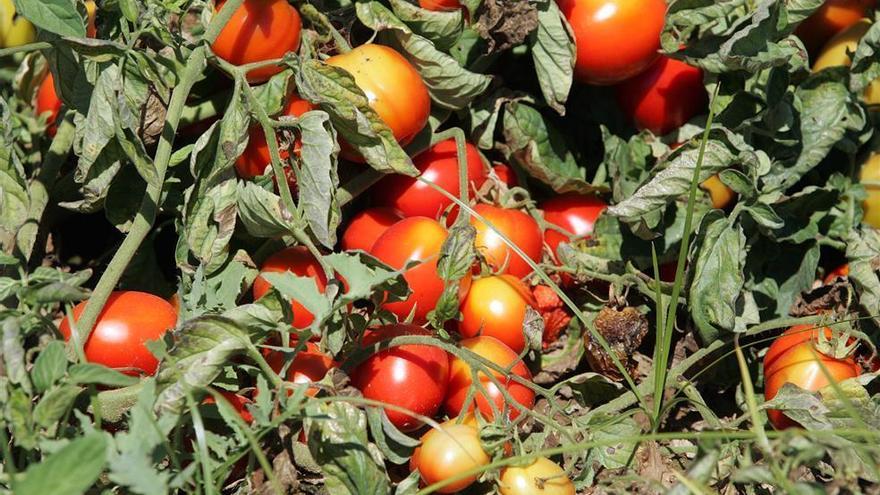 Extremadura destina 23.000 hectáreas para cultivar tomates