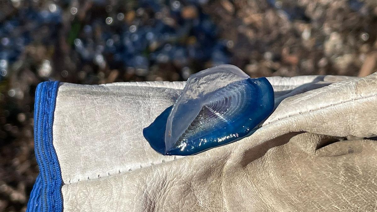 Cala Cantalar se tiñe de azul: las medusas velero llegan a Alicante