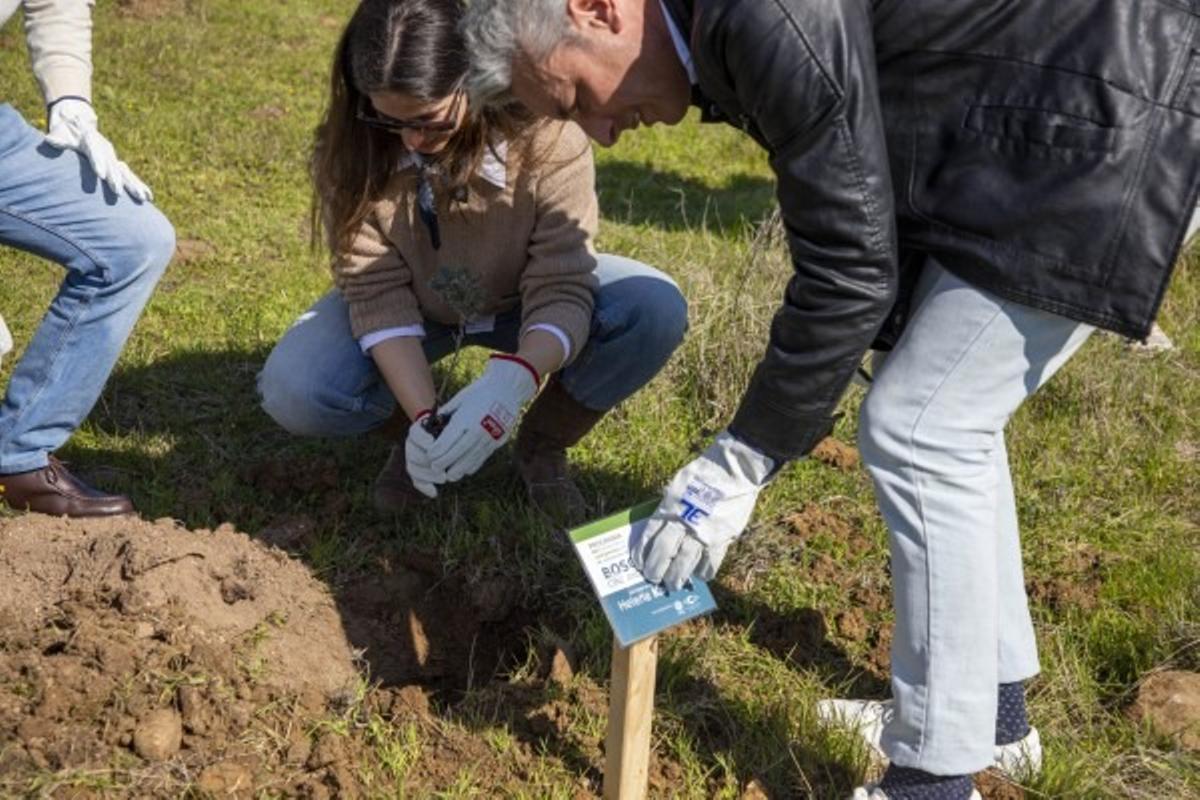 Plantación en El bosque del cine.