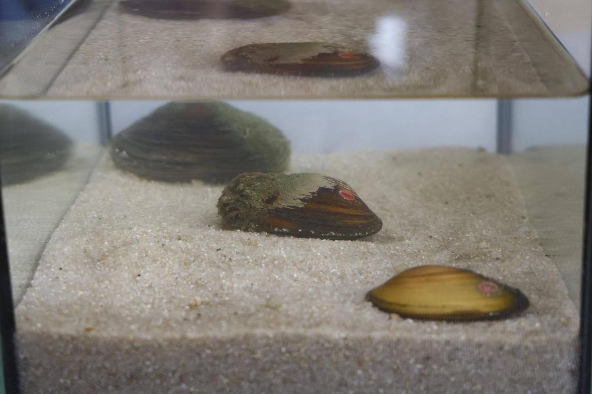 Petxinots en el Oceanogràfic