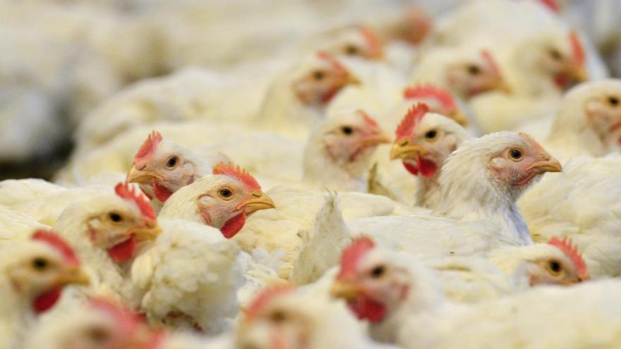 Los epidemiólogos, sobre la gripe aviar: &quot;El virus está poco adaptado a la especie humana, pero hay que estar preparados&quot;