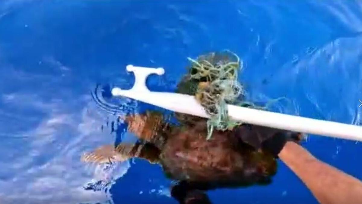 Vigilancia Aduanera rescata una tortuga atrapada en una red en la costa de Telde