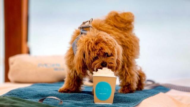 Un perro disfrutando en Nobu Hotel Ibiza Bay. | | FOTOS: NOBU HOTEL IBIZA BAY