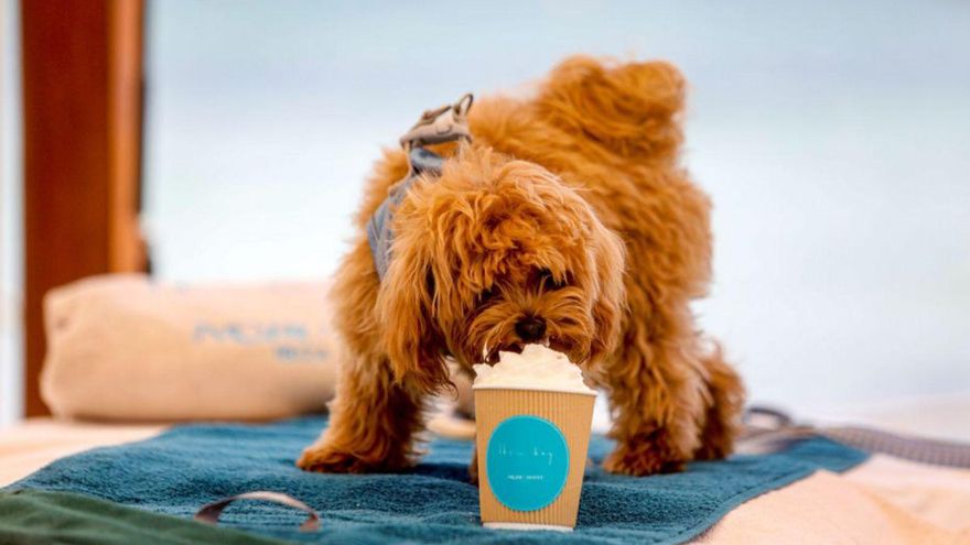 Un perro disfrutando en Nobu Hotel Ibiza Bay. | | FOTOS: NOBU HOTEL IBIZA BAY
