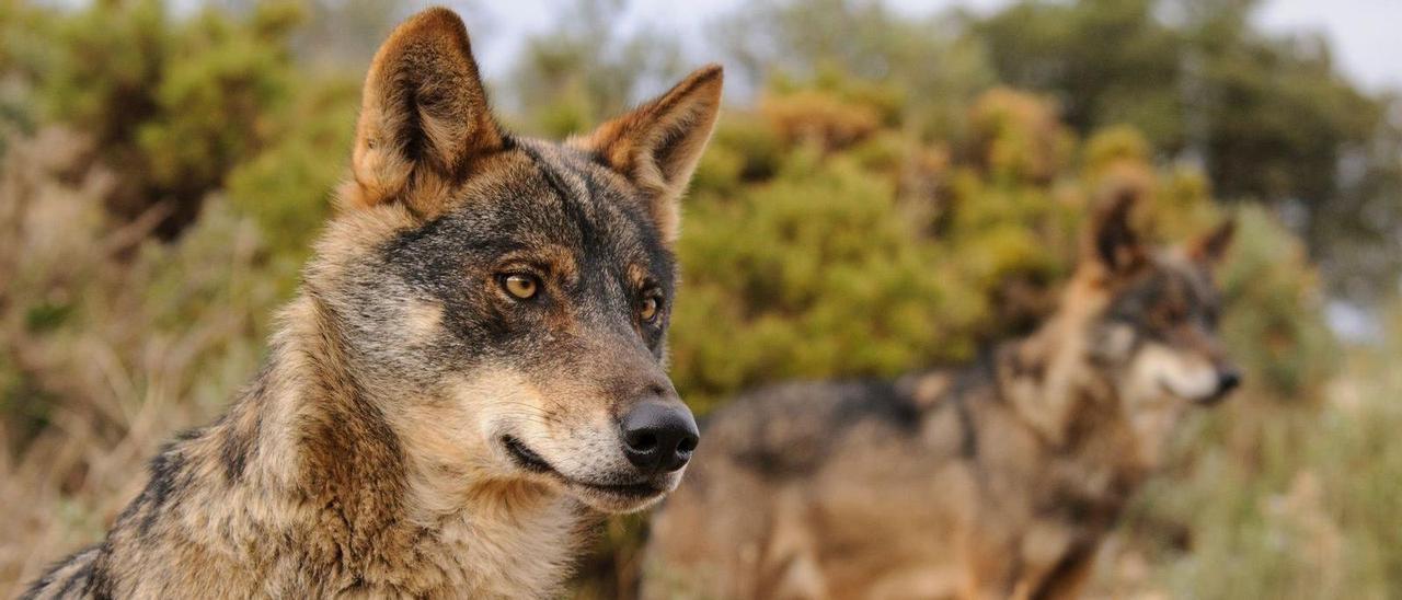 Ejemplar de Lobo Ibérico.