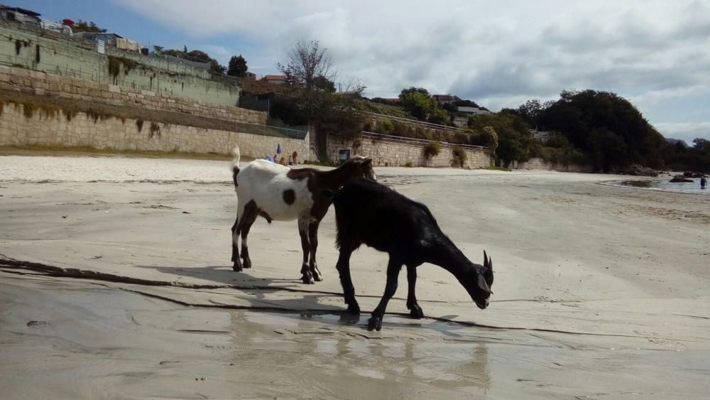 Cabras en la playa de Tirán