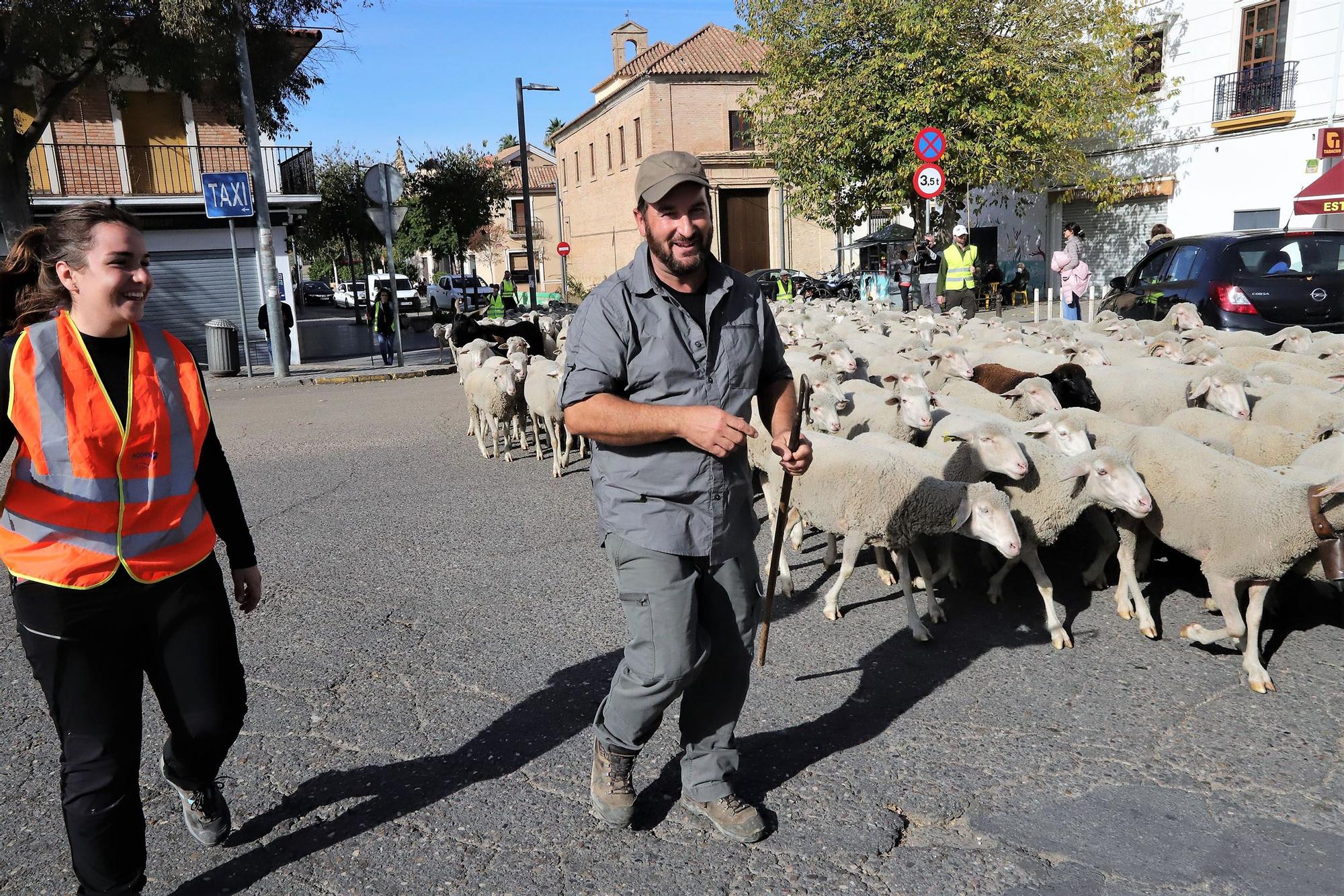 Trashumancia: Un rebaño de ovejas por la Calahorra